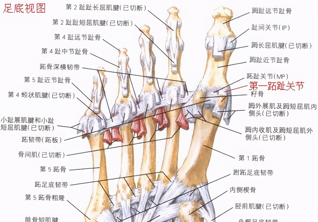 草地趾的症状,草地趾怎么康复