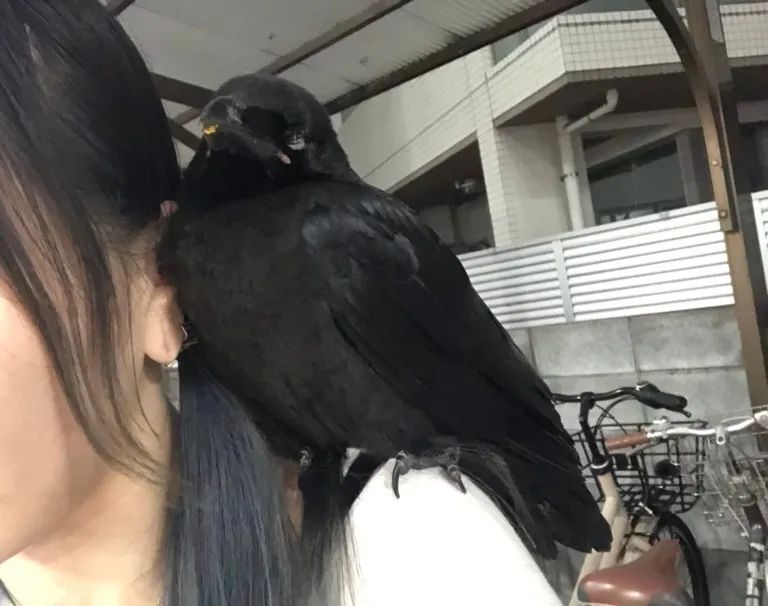 图集|如果侃爷当了美国总统，大家岂不是可以看第一夫人开车？