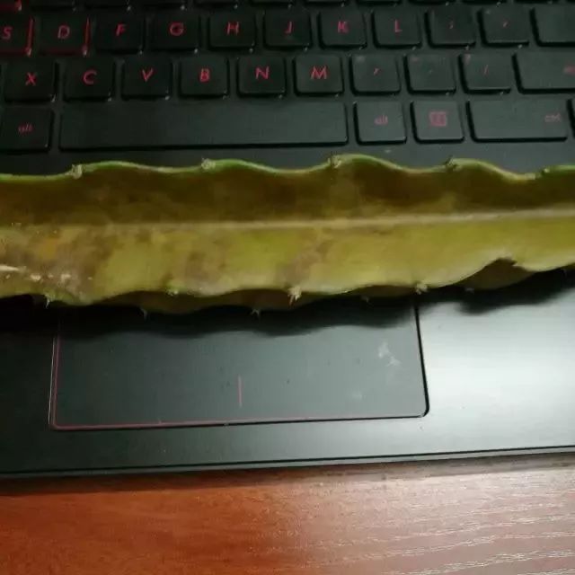 火龙果解药有效果吗,火龙果受伤后愈合的全过程