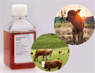 胎牛血清和鸡血清有什么区别,胎牛血清颜色与什么有关