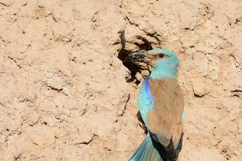 蓝胸佛法僧高清图片,蓝胸佛法僧