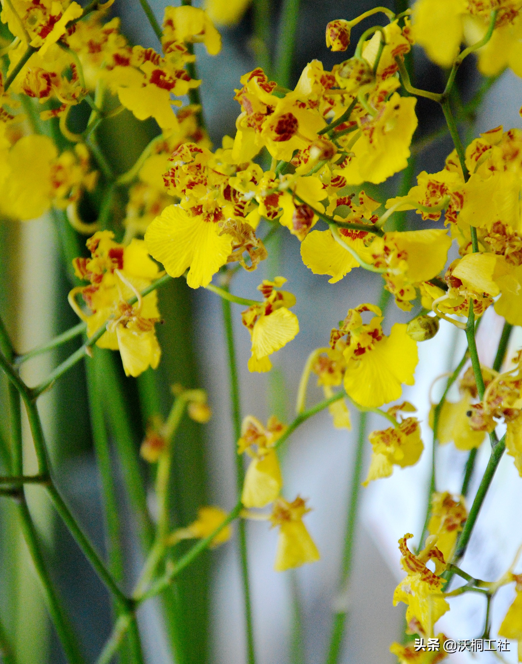 二十四节气花与诗感悟,二十四节气里的梅花诗句