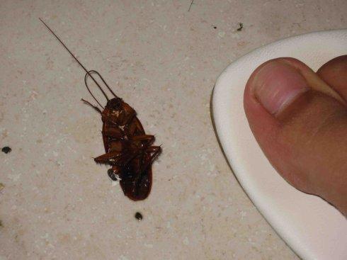 生活中的蟑螂,生活中什么治蟑螂