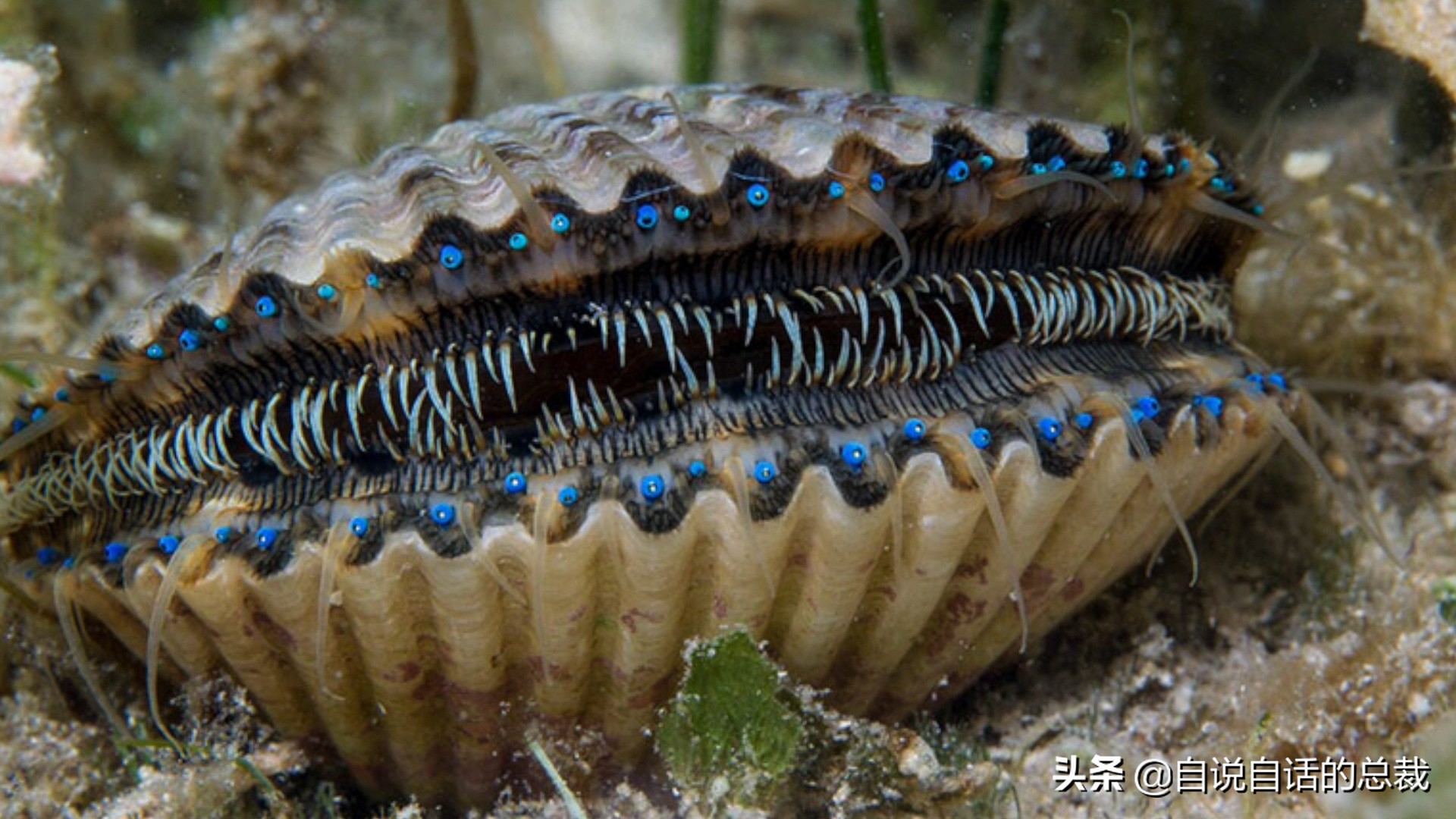 蛤、蚶、蛏、蚝、蚬有什么区别？这是一群美味海怪与人类的故事