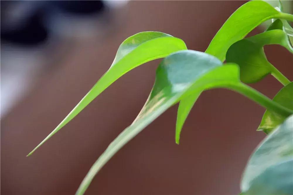 冬季茶花黄叶掉叶子的补救方法,冬季麒麟掌黄叶落叶什么原因