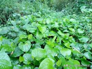 农村常见的蛤蒌叶（假蒌叶），是广东炒田螺必备调料，香味独特