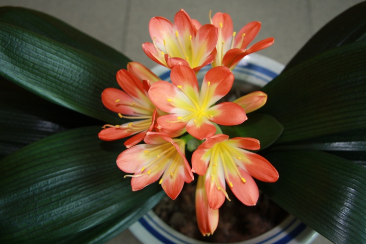 养花就用浇水壶,养花就只用营养液可以吗