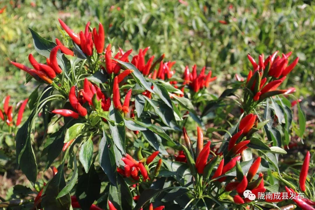 乡镇推动传统产业提档升级,乡镇多举措促进产业转型