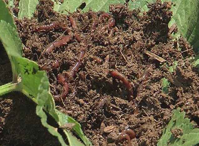 改良土壤是牛粪好还是蚯蚓粪好,蚯蚓粪能改善土壤板结吗