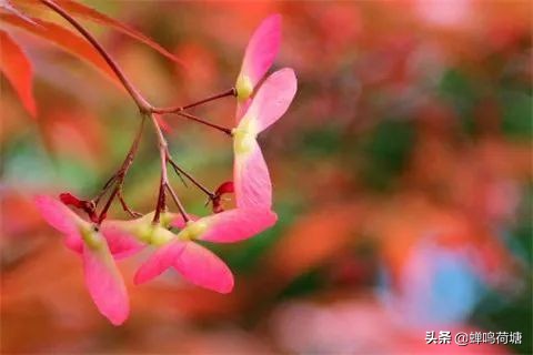 春之声创编作品简单好看,春之声王蒙读后感