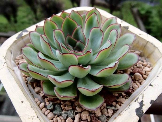 景天科拟石莲花属多肉品种,棱镜景天科拟石莲属多肉植物