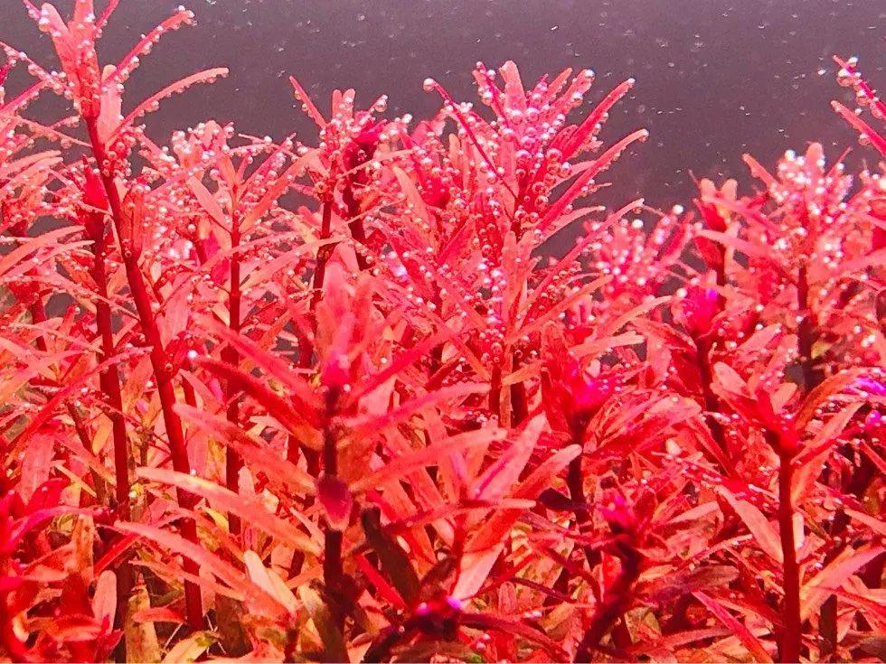 石上的迷你矮+血红宫廷，美的让人心醉