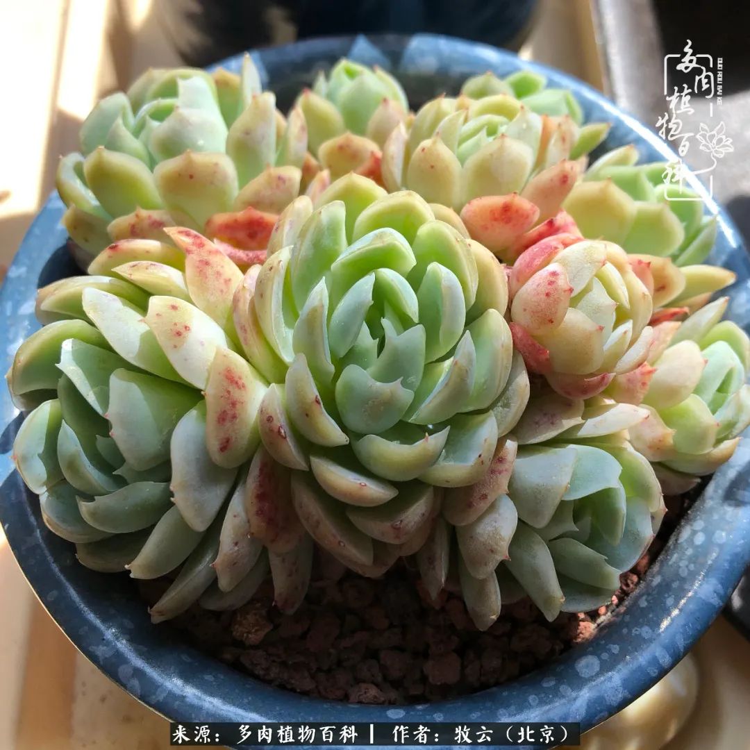 多肉植物一样的生机勃勃,多肉生活充满诗意