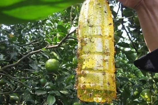 种植苦瓜如何防治瓜实蝇,丝瓜瓜实蝇应如何防治