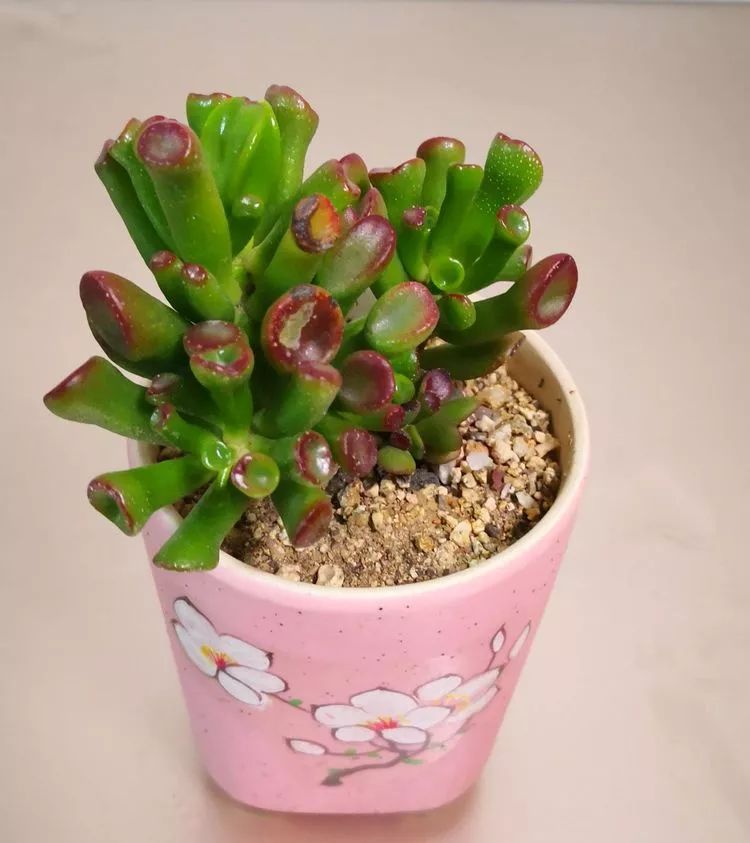 一花一世界多肉园艺,一花一世界一叶一菩提多肉植物