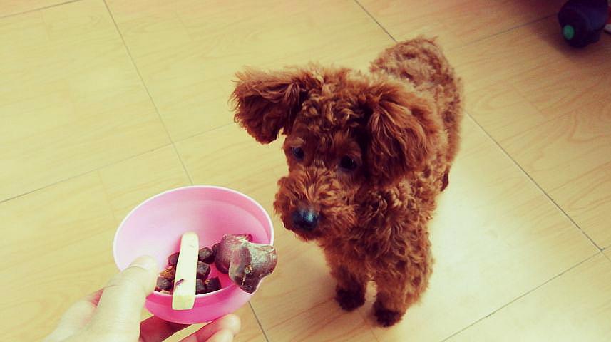 黑泰迪的饲养方式图片高清,泰迪饲养全攻略以及注意事项