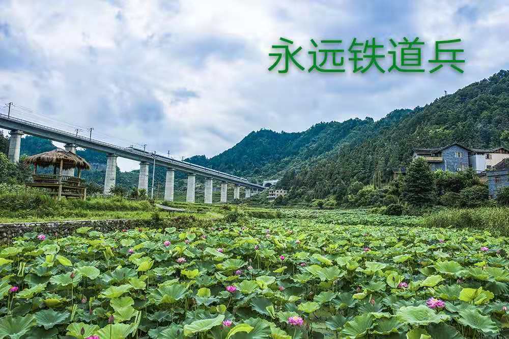 ​​​​​​​植物“圆”作者：铁二师/向德荣