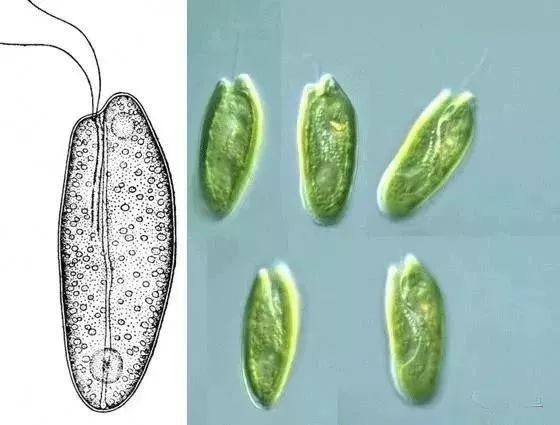 水中常见的绿藻,列举哪些常见藻类是绿藻