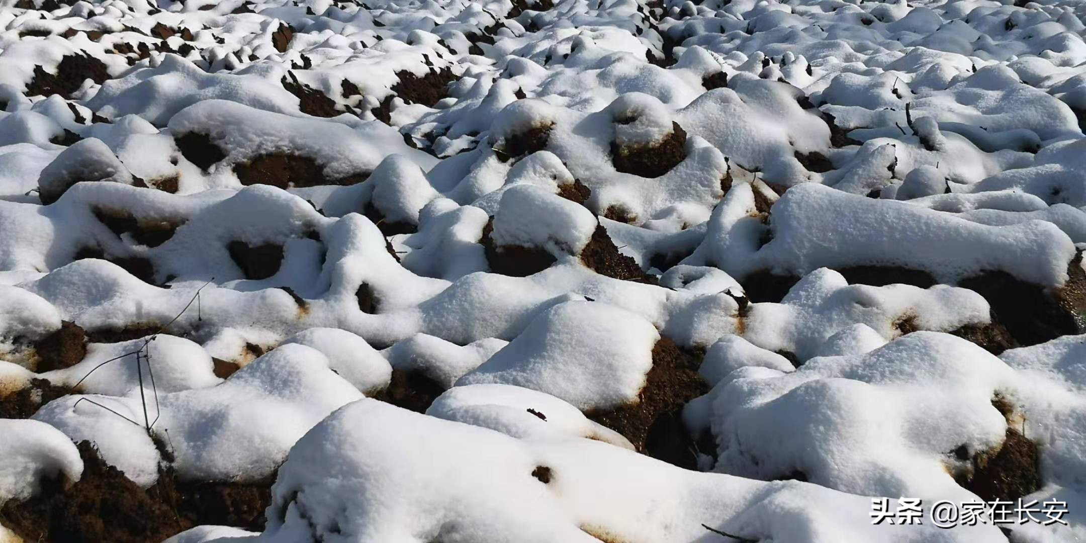 白雪柿子,秦岭草甸高山野菊花