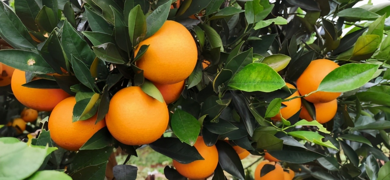 麻阳冰糖橙褚橙,正宗麻阳冰糖橙当季现摘鲜橙