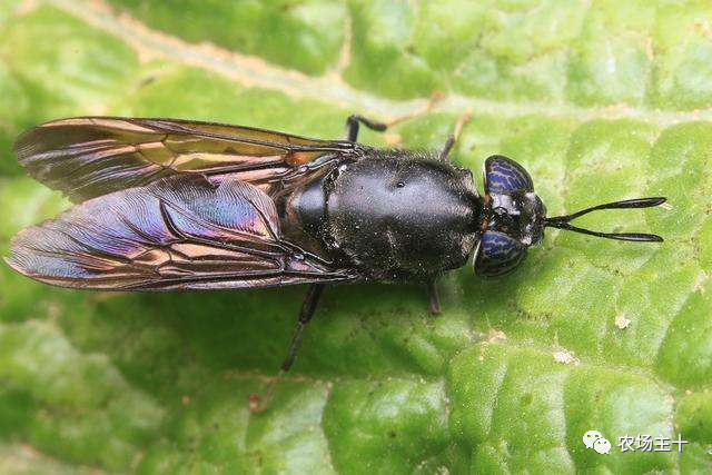 从沿街乞讨到身家亿万，“特养教父”32年的农业路堪称一部传奇史