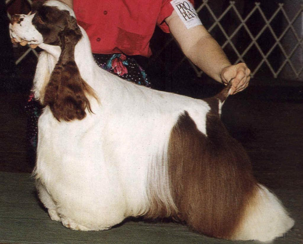 狗狗断尾为什么在三分之一处图解,泰迪狗狗如果不断尾会怎么样