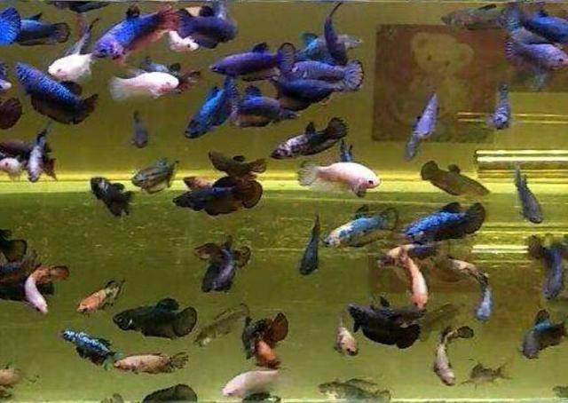 泰国斗鱼如何养出好的状态,泰国斗鱼养殖用什么缸养