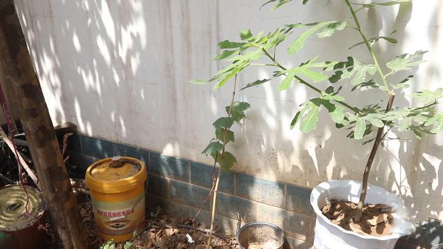 自家葡萄长得不美观什么原因,为什么自家种的葡萄不容易一起熟