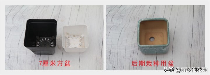 普通多肉怎么选花盆种植,初学者种植多肉技巧