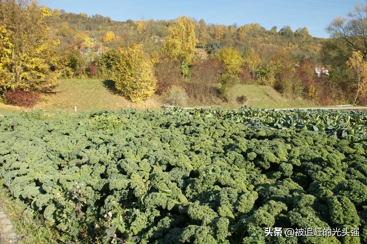 经典回力鞋回顾,回力鞋经典回忆
