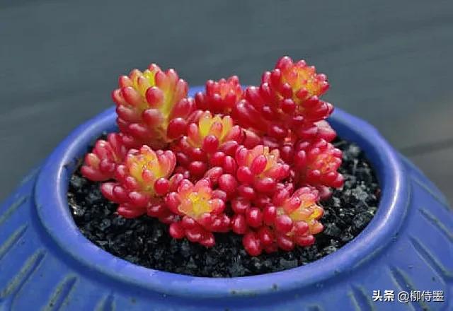多肉黄花照波拍摄技巧,如何拍出好看的多肉植物