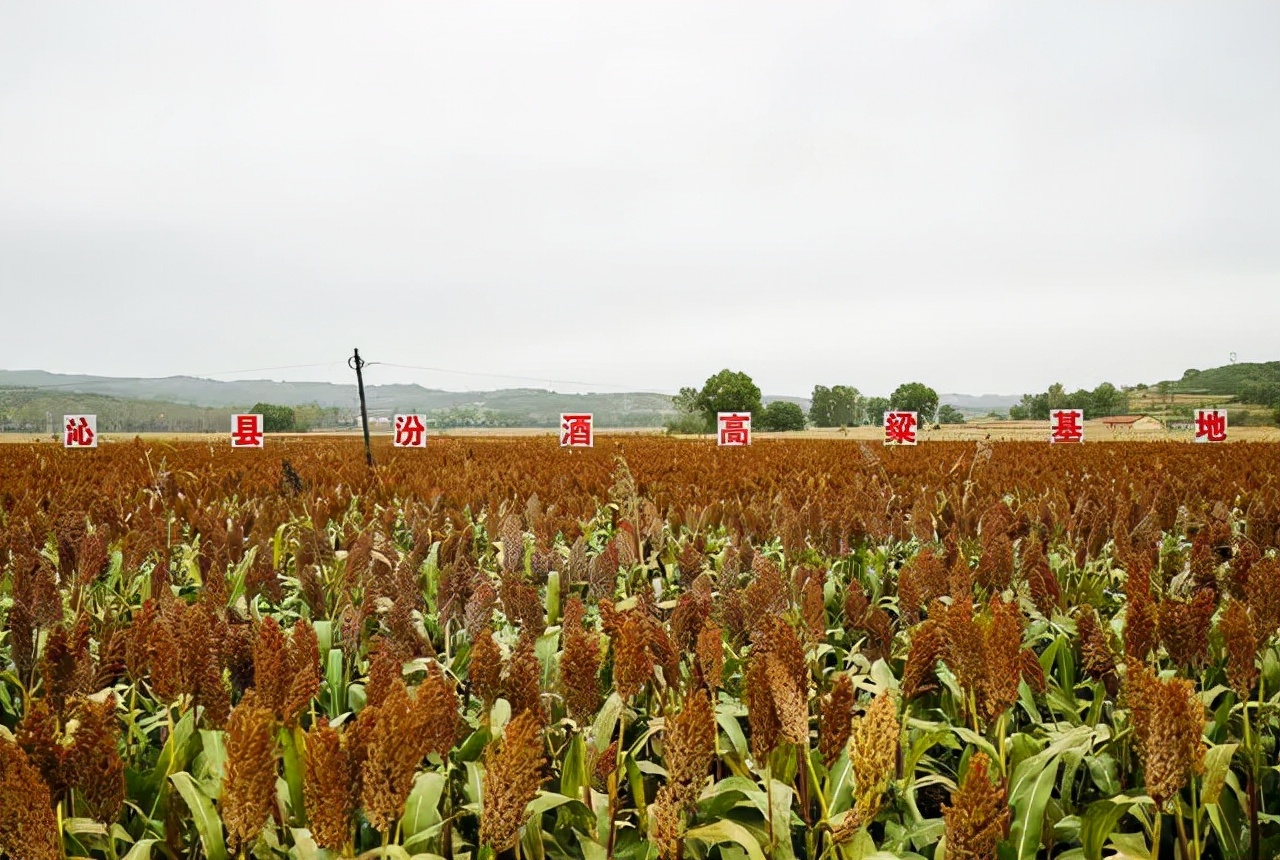 全国140家主流媒体,沉浸式体验汾酒的清香密码