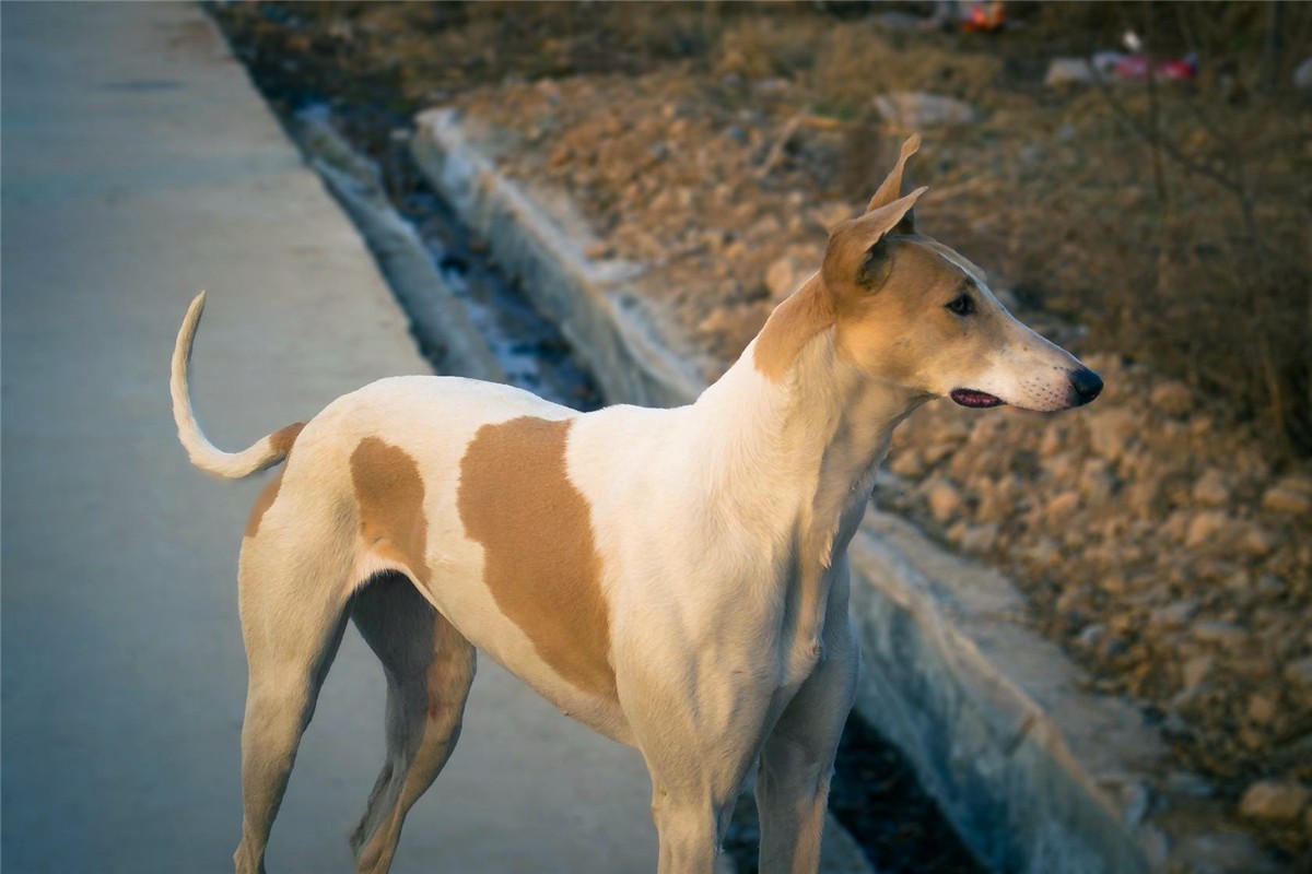 狗狗正常吃饭营养也够但还是瘦,狗狗基因取决于母系还是父系