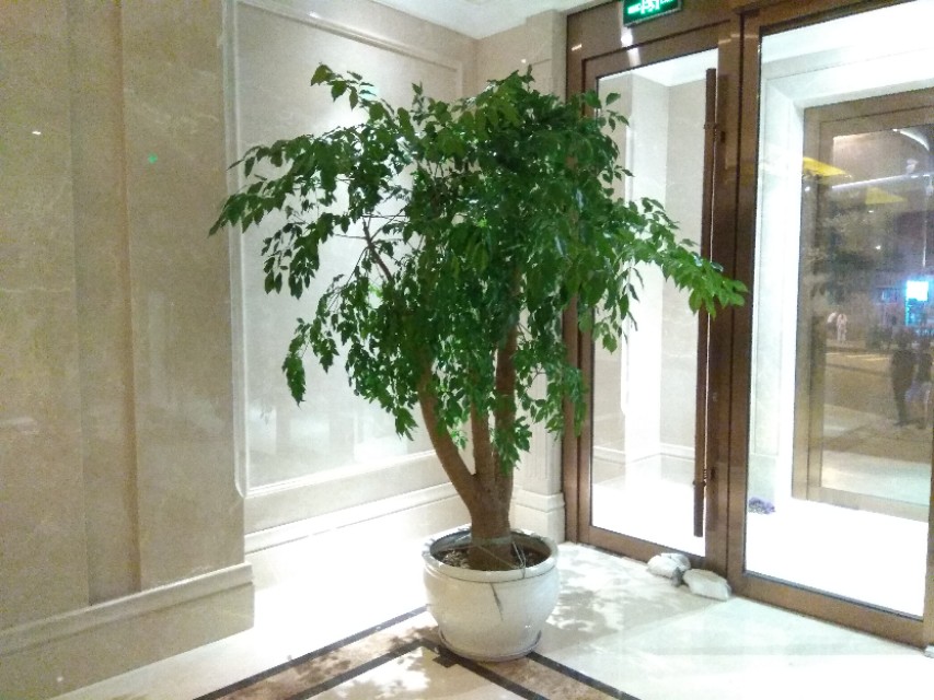 养的花老掉叶子,还越长越乱?老师傅的修剪方法,花越长越旺!