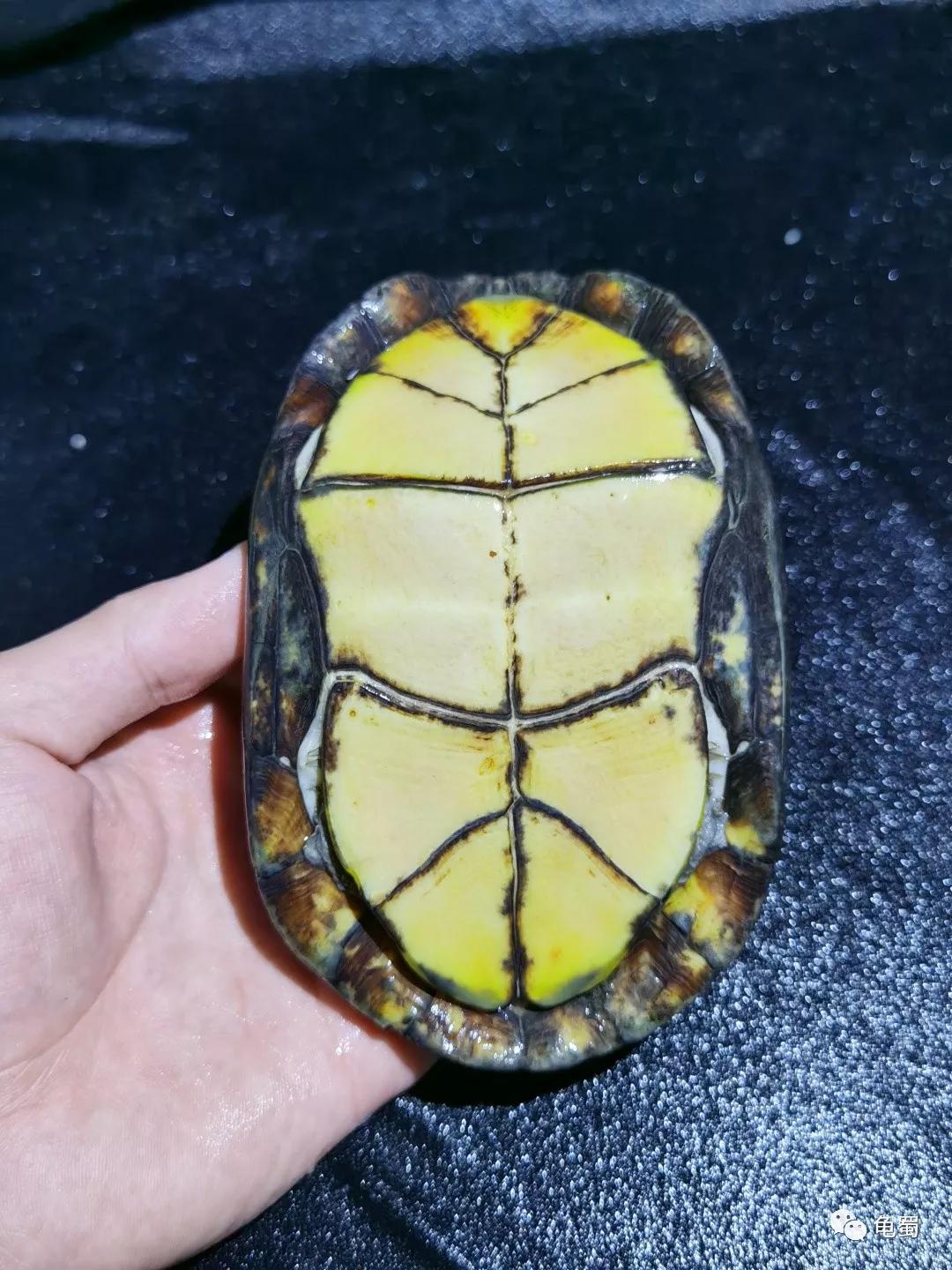 黄泽泥龟为什么冷门,泥龟冷门品种