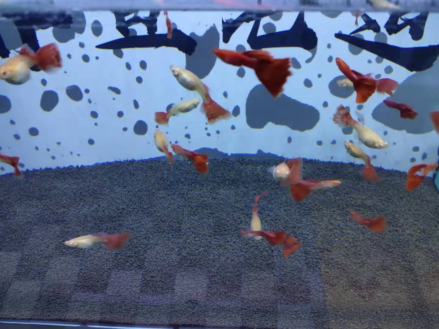 一口气买了3000条孔雀鱼,买了7条孔雀鱼第一天就死一条