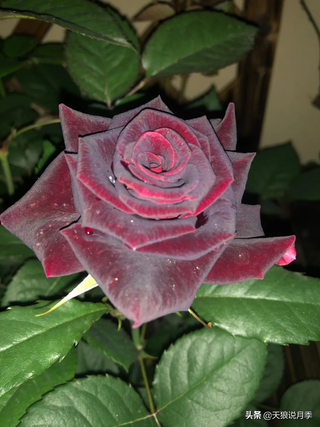 怎么打造露台小花园,如何打理自己的露台小花园