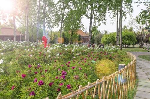 西安的夏天是什么颜色的,西安的春天有多美