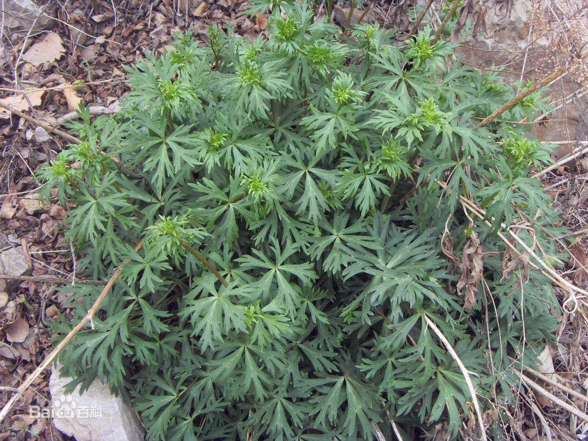 附子的种类图片大全,附子有多少种品种图片