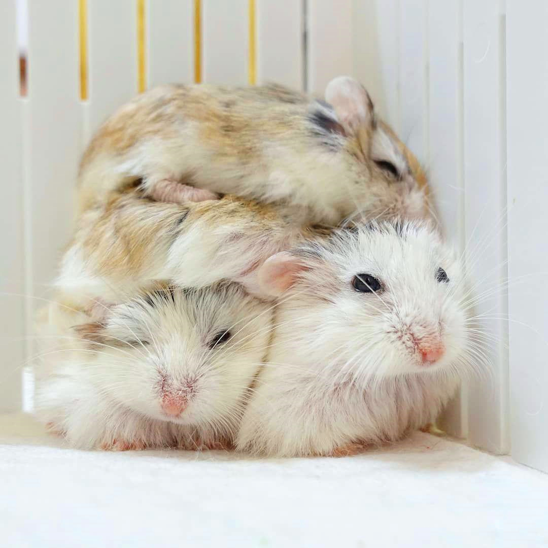 仓鼠宝宝脾气很不好，为了获得主人宠幸，鼠鼠之间闹矛盾了