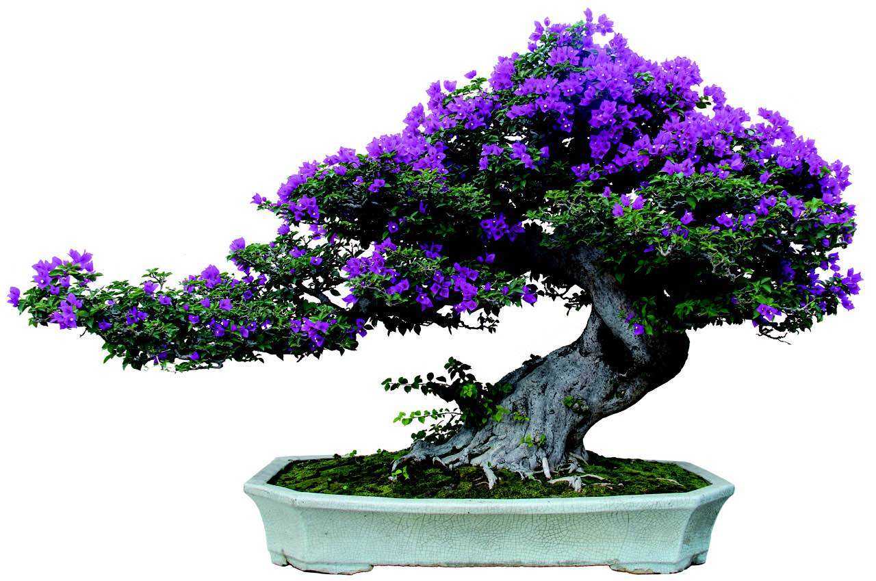 雀梅盆景冬天怎么养护,雀梅盆景养护方法