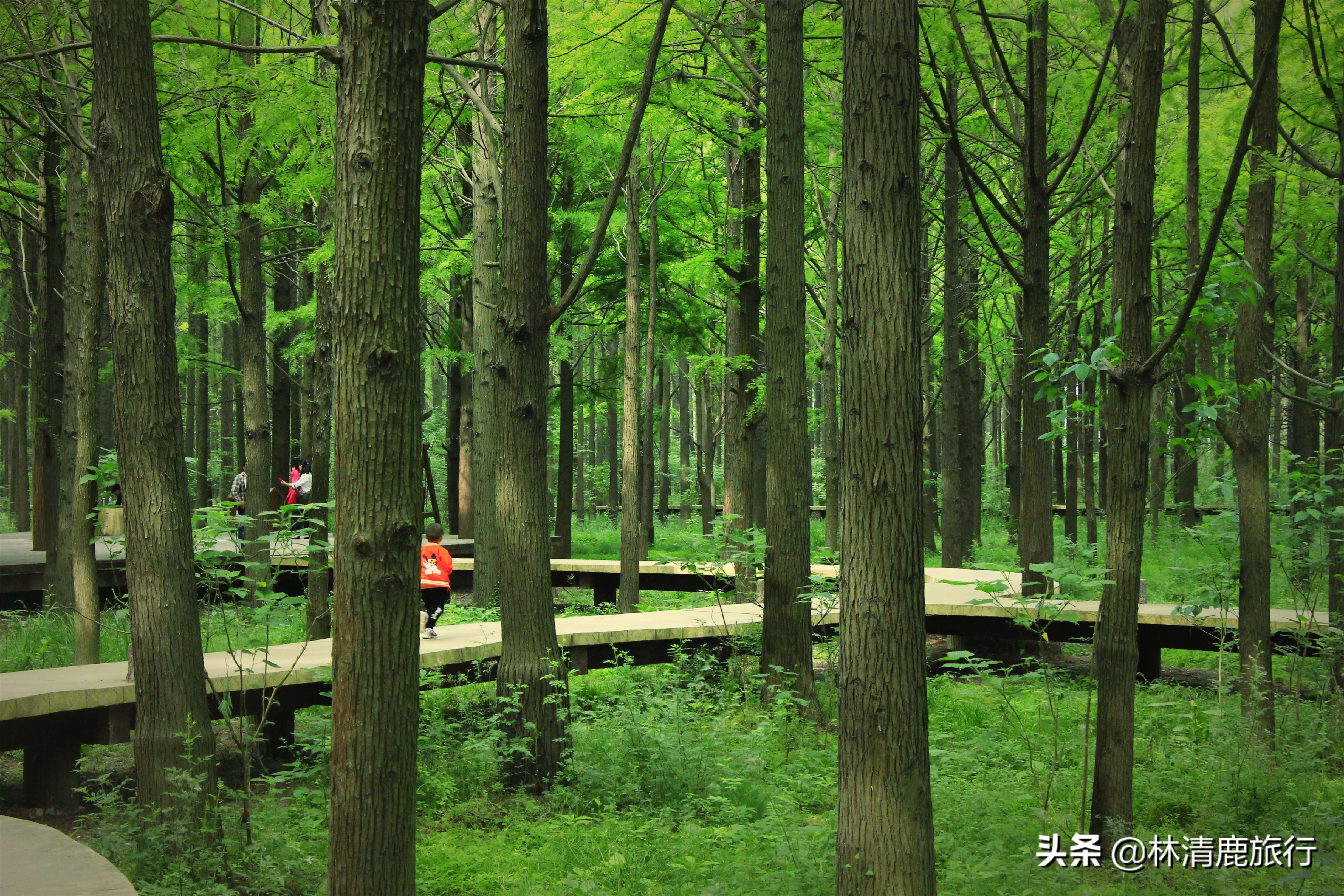 3-5天短途旅游推荐国庆河南,十一国庆哪里景区免门票河南