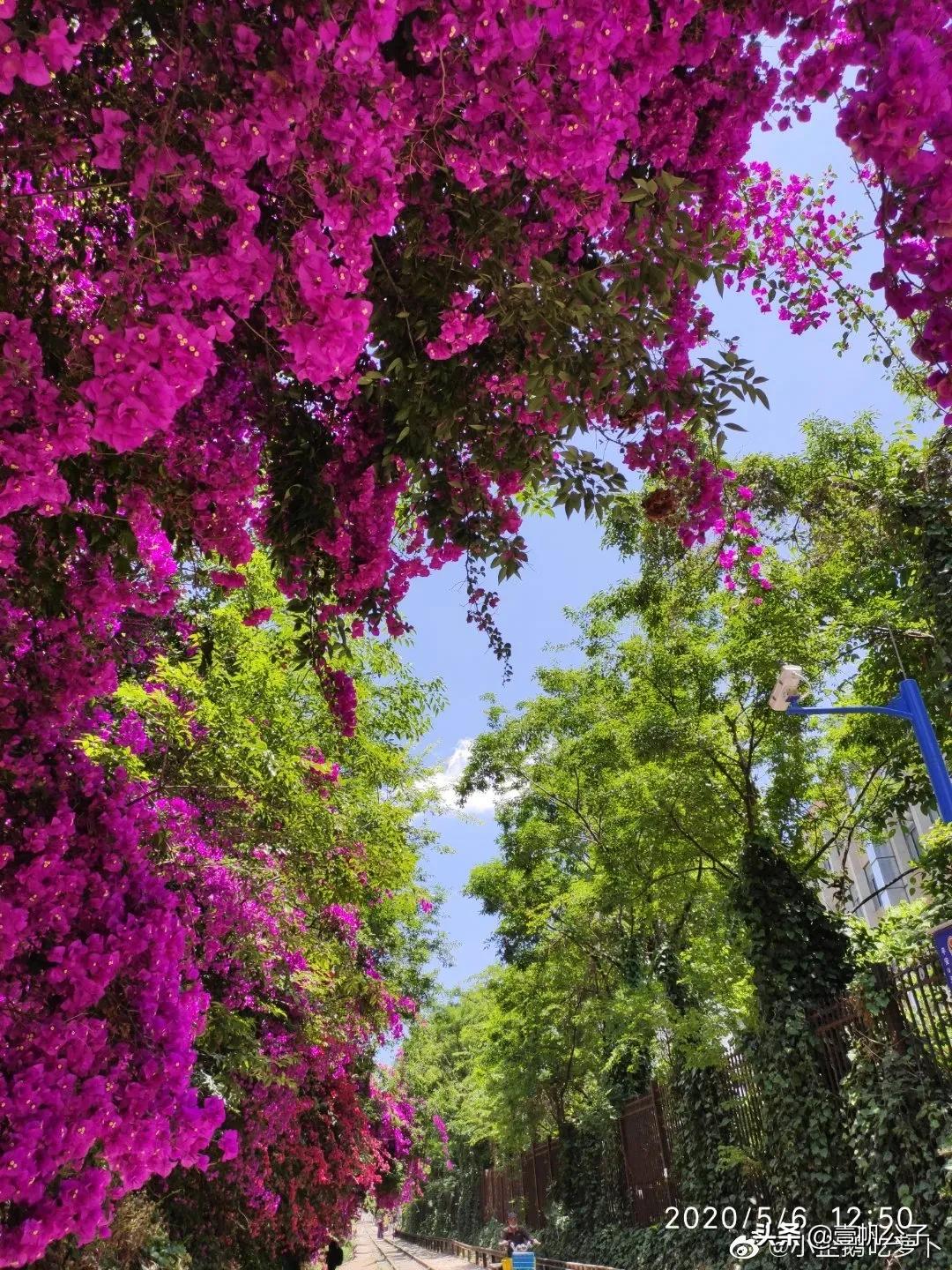 被大理的美景所折服,被丽江的风景美到了