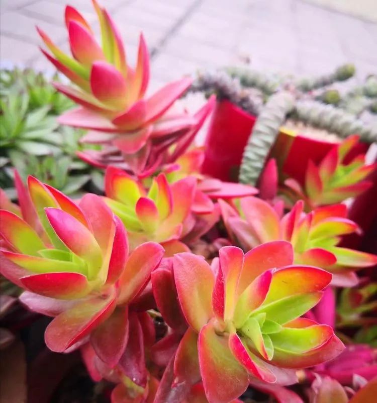 一花一世界多肉园艺,一花一世界一叶一菩提多肉植物