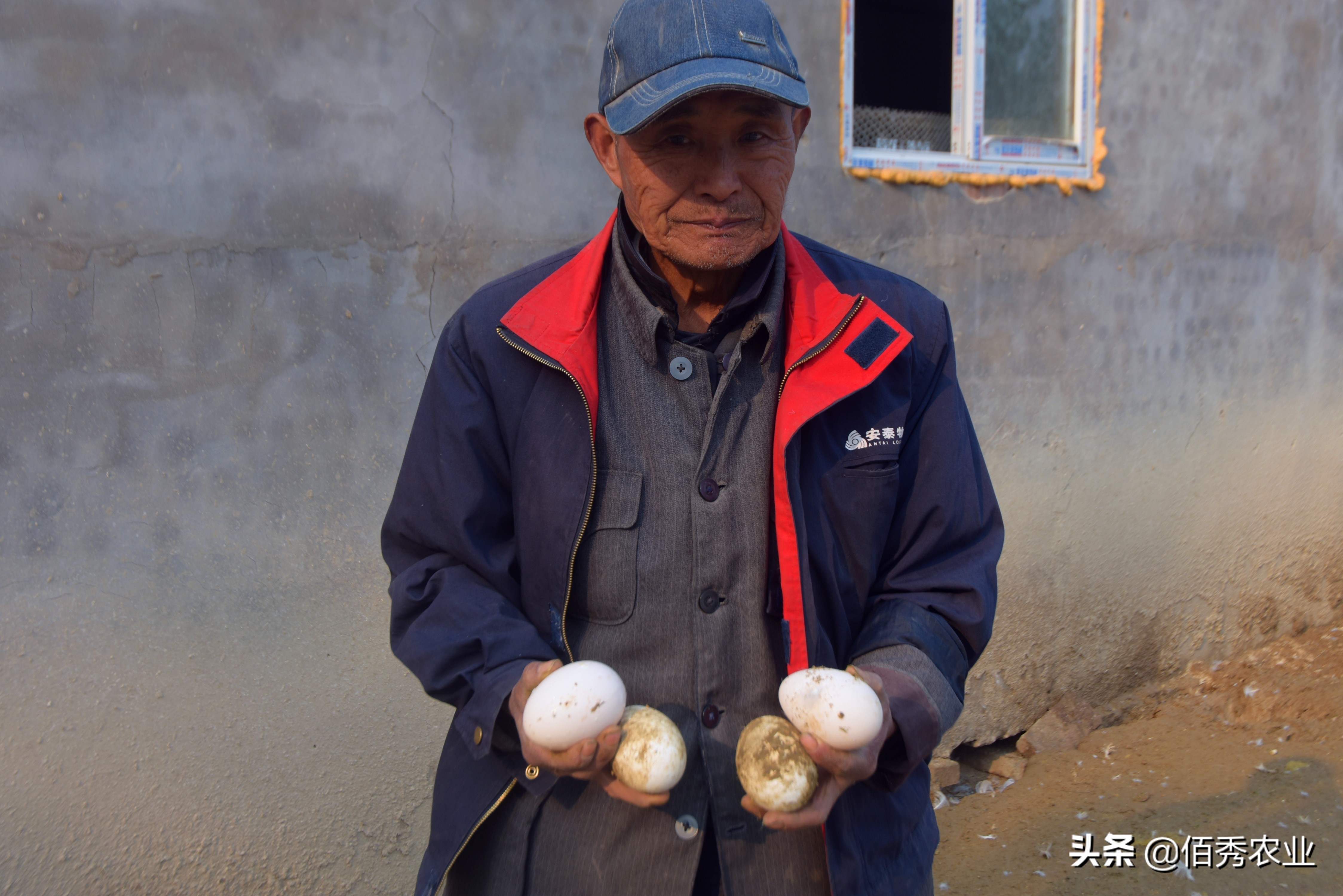 在老家养鹅赚不赚得到钱,农村现在养鹅怎么赚钱