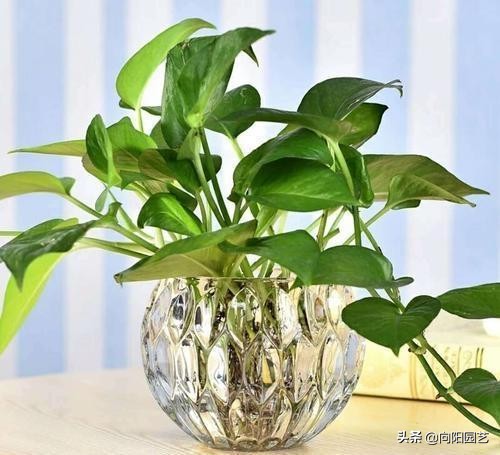 水培植物怎么剪根,最好看最好养的水培植物