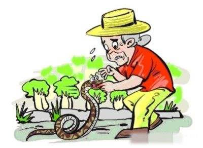 深秋蛇出没,在南方需要注意的毒蛇