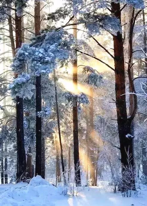 此生必去看一次雾凇太美了,此生必去看一次雾凇简直要美哭了