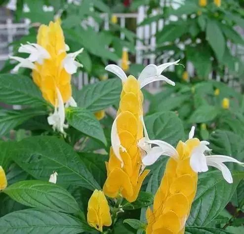 世界顶级奇花异卉,最美奇花异卉