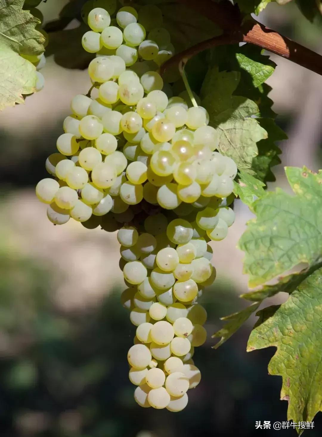 法国干邑酒vsop代表酒龄,vsop干邑区别